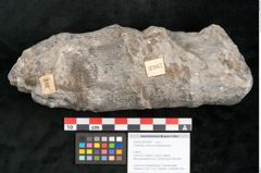 Foto (Objekt + Etikett) von Calamites communis Ettingshausen (NHMW-GEO-2024-0188-10967)